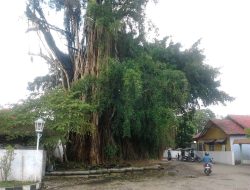 Siapa Sangka Pohon Beringin Berusia Ratusan Tahun Di Situs Kemiri Kabupaten Pati Menyimpan Cerita Yang Mistis