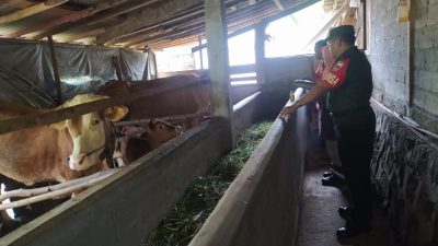 Babinsa Koramil Kemusu Bersama Dinas Kesehatan Hewan Laksanakan Pengawasan Dan Pengecekan Ternak