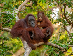 Cara Melihat Orangutan di Kalimantan Secara Mandiri