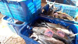 Nilai Lelangan Ikan Di Tempat Pelalangan Ikan ( TPI ) Merosot.